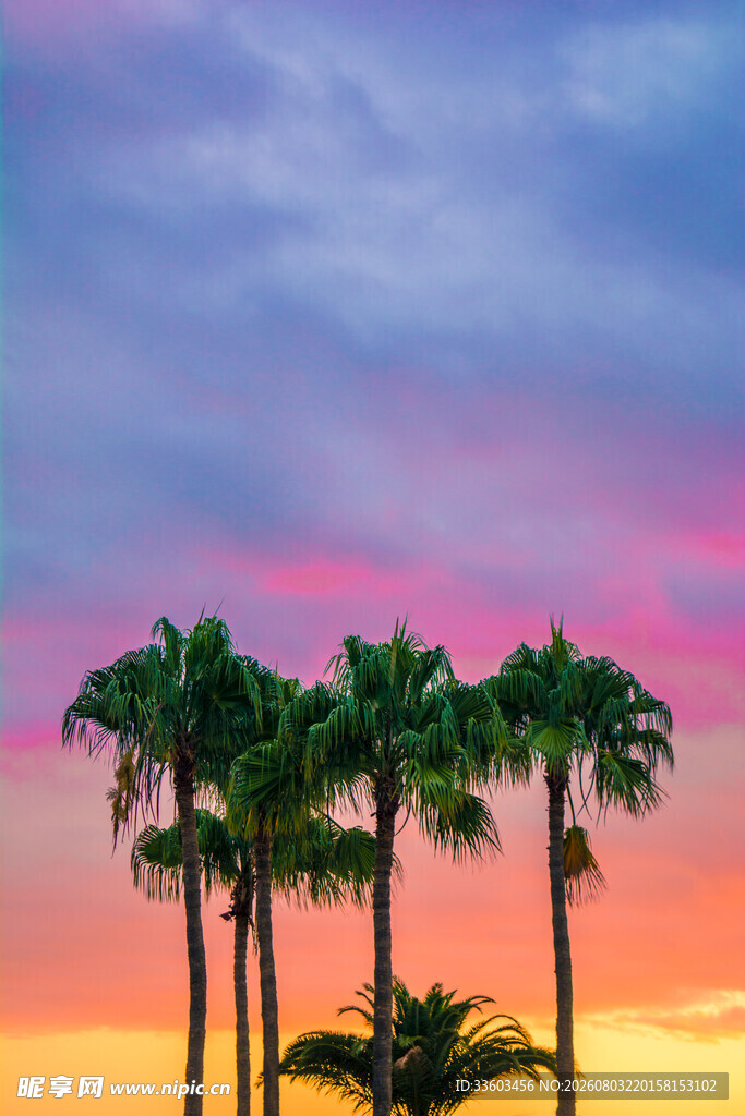 夕阳下的棕榈树美景