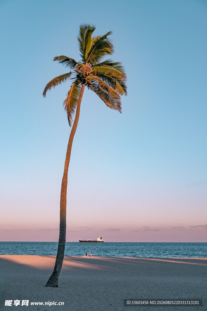 海边孤影椰树暮色美景
