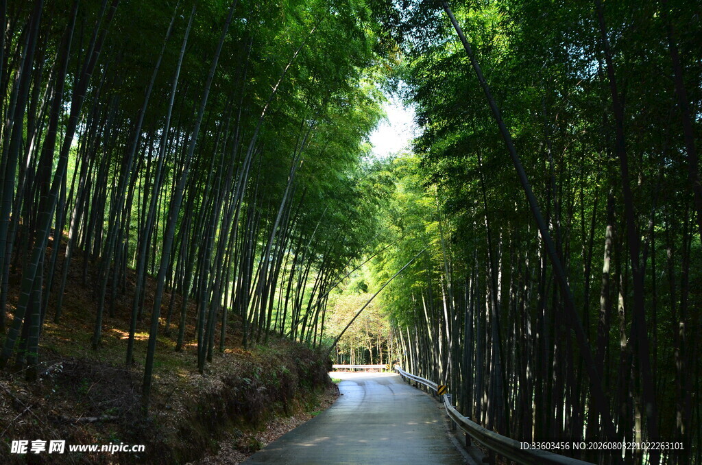 竹林间的幽静小路