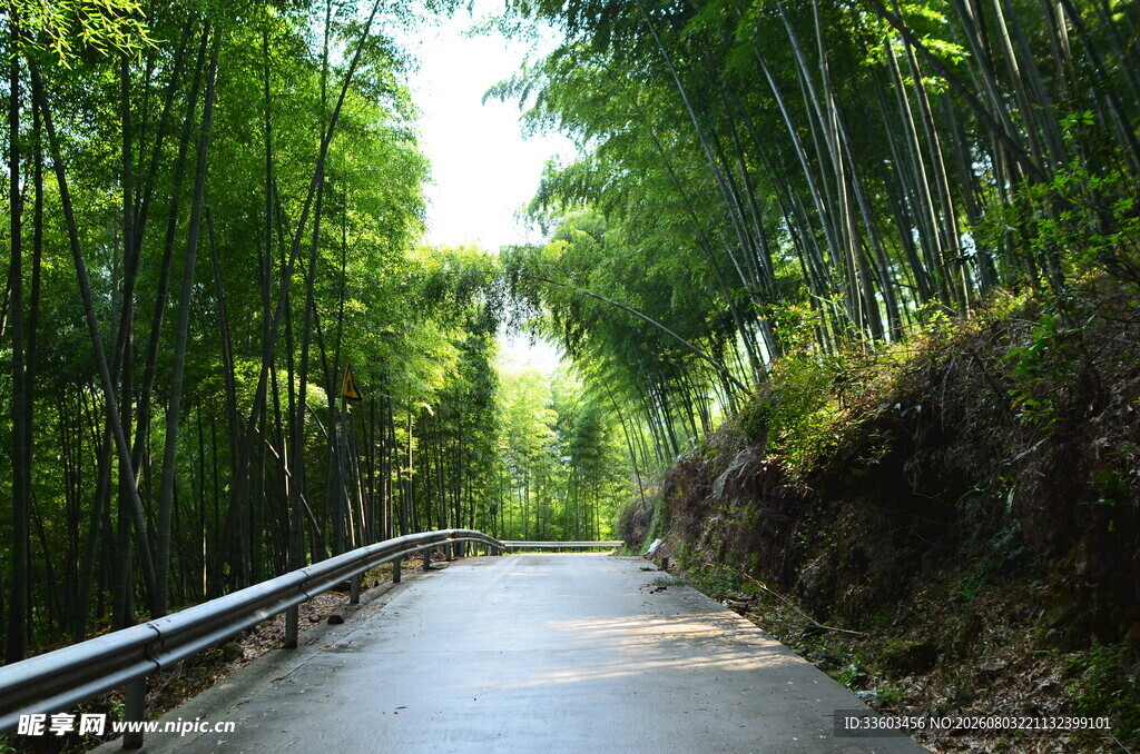 竹林间的幽静公路