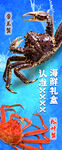 深海螃蟹  尽显自然野性魅力