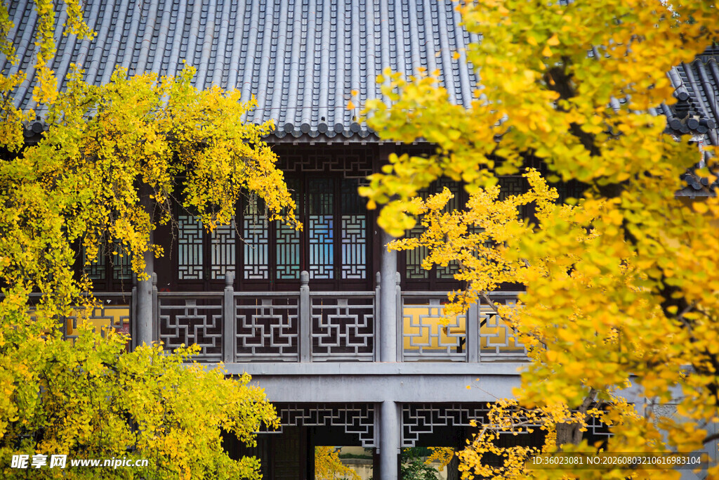 秋日中式建筑旁金黄银杏