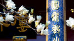天津大悲禅院玉兰花蓝底楹联