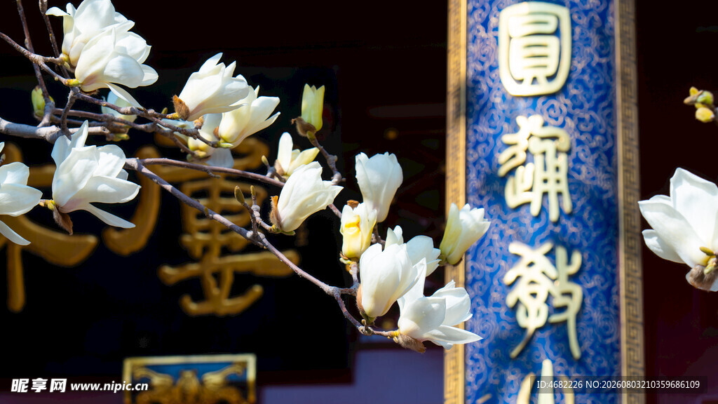 天津大悲禅院玉兰花蓝底楹联