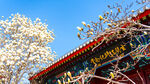 天津大悲禅院玄奘法师纪念堂玉兰
