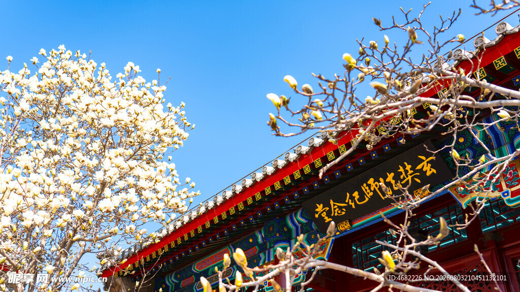 天津大悲禅院玄奘法师纪念堂玉兰