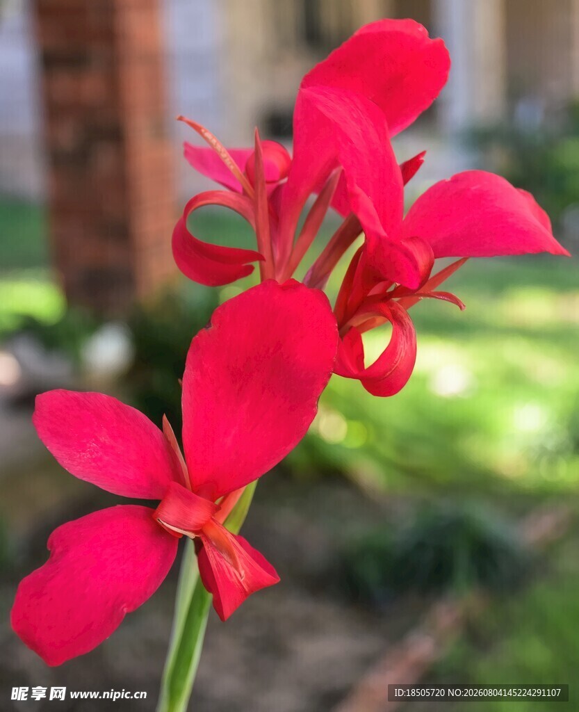 红色美人蕉