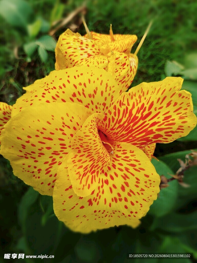 兰花美人蕉