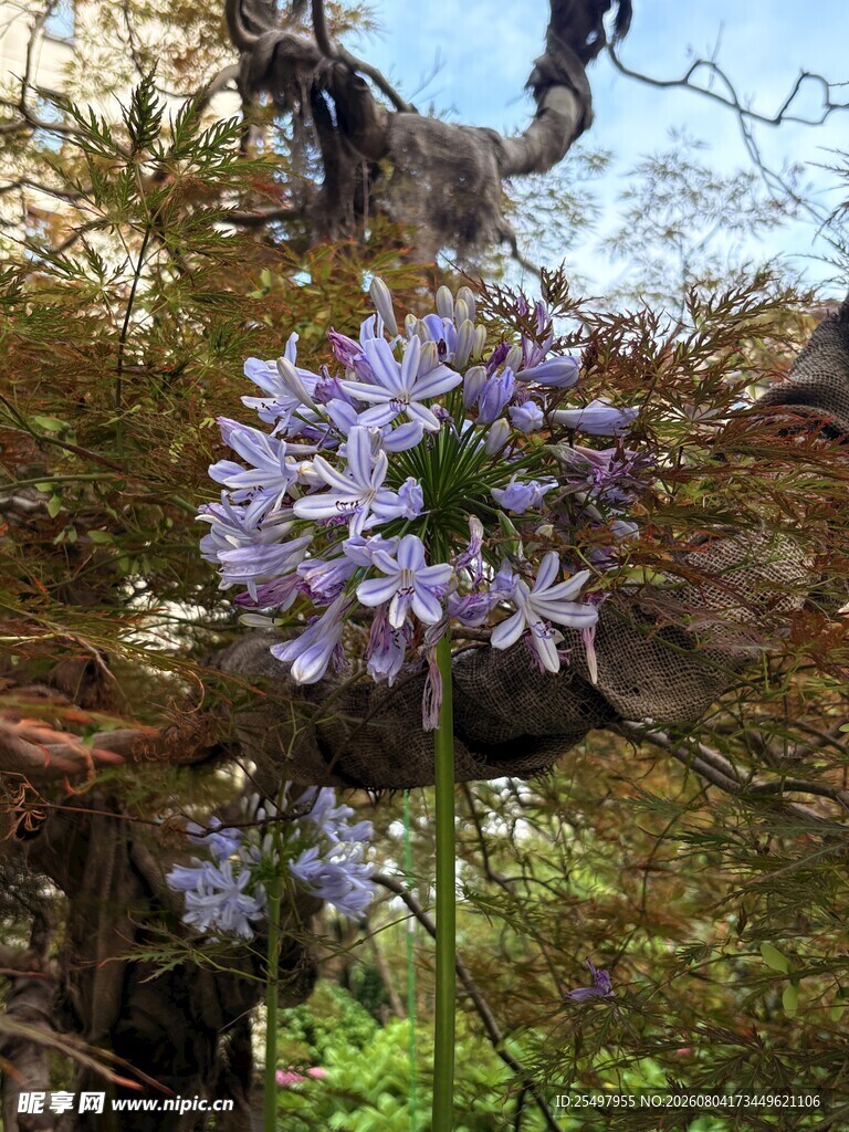 花朵