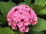 绣球花
