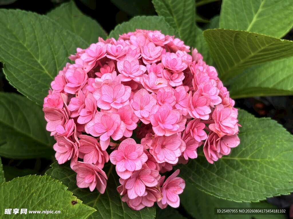 绣球花