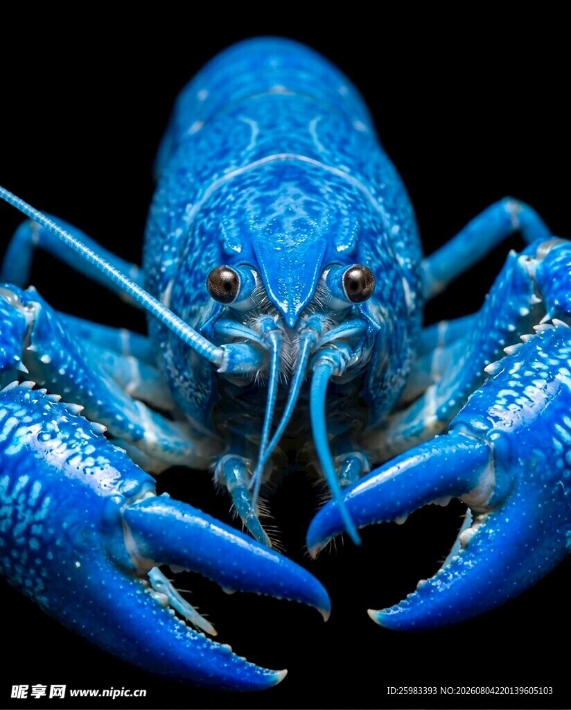 龙虾