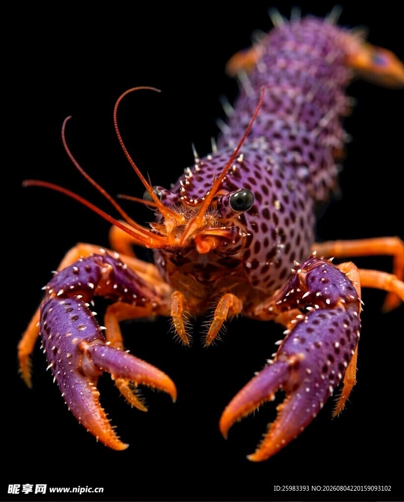龙虾