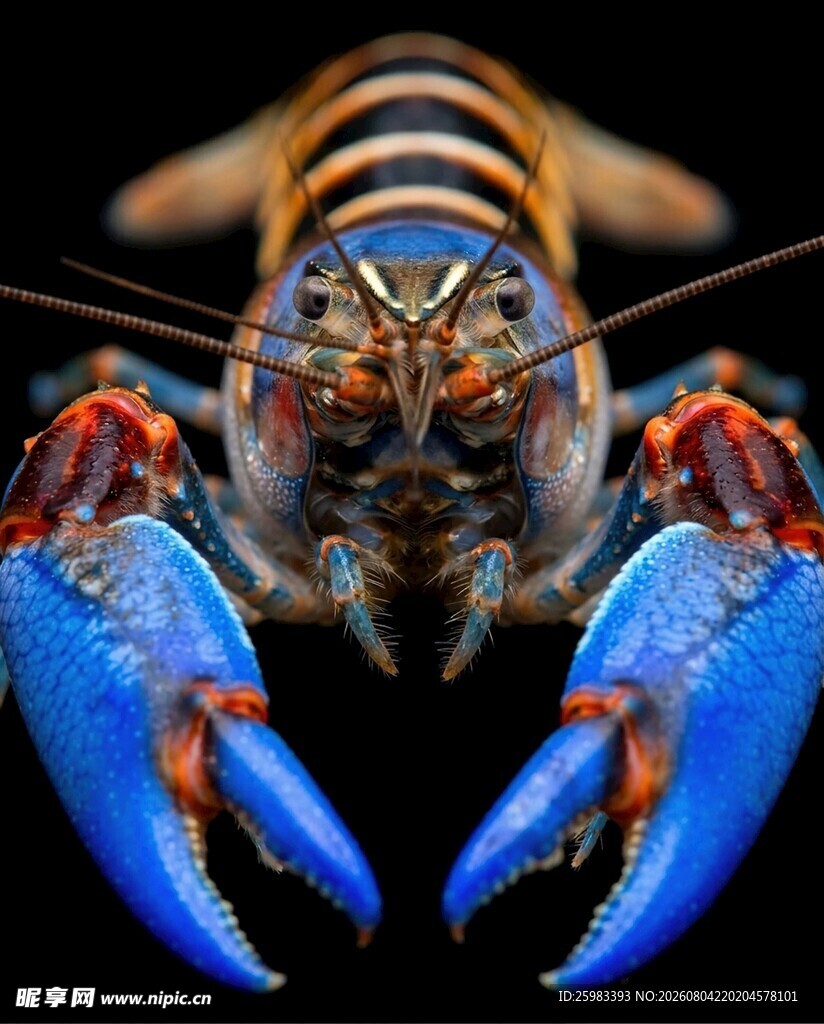龙虾