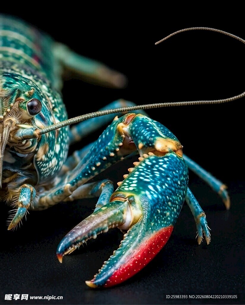 龙虾