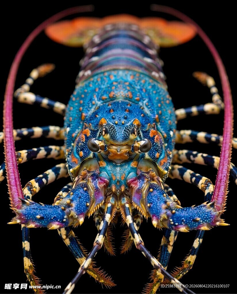 龙虾
