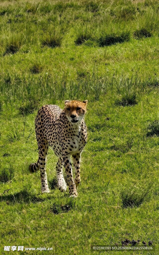 猎豹