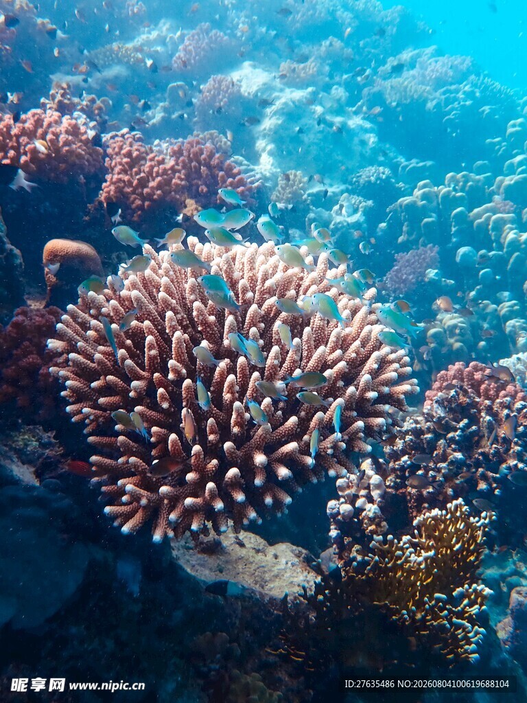 海底绚丽珊瑚景观