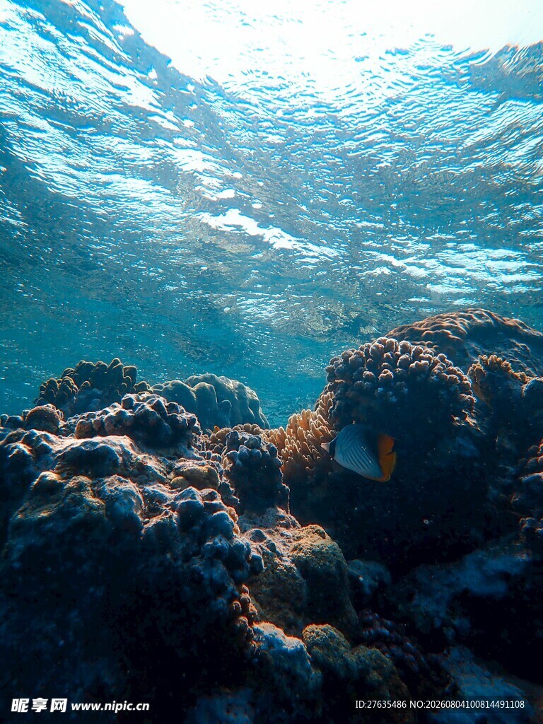 海底珊瑚景观