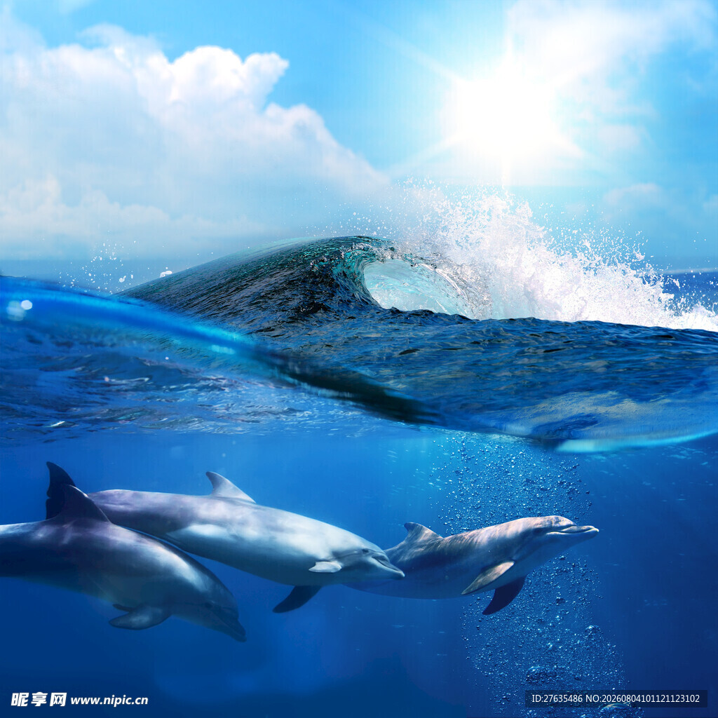 海豚在蓝色海洋中畅游