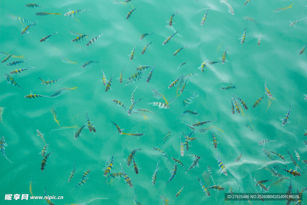 清澈海水中的群鱼游动