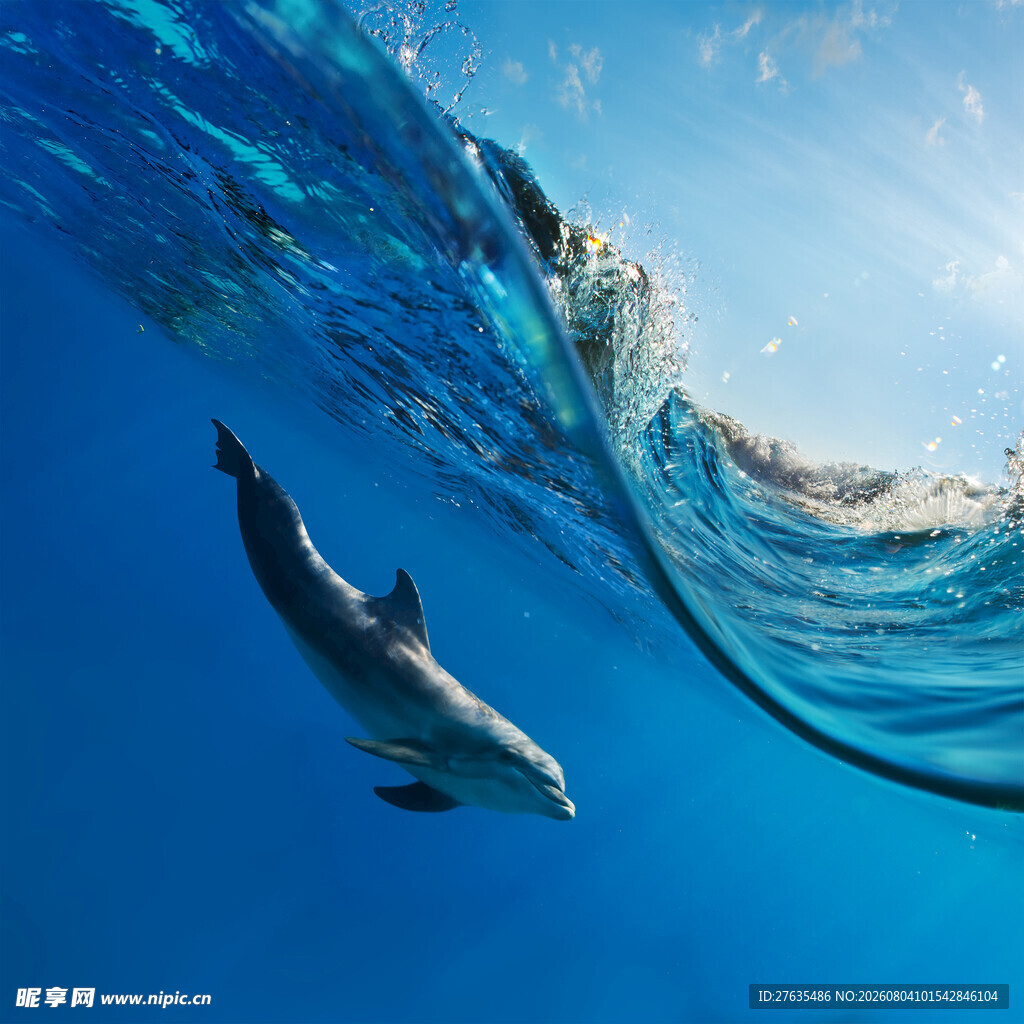 海中畅游的优雅海豚