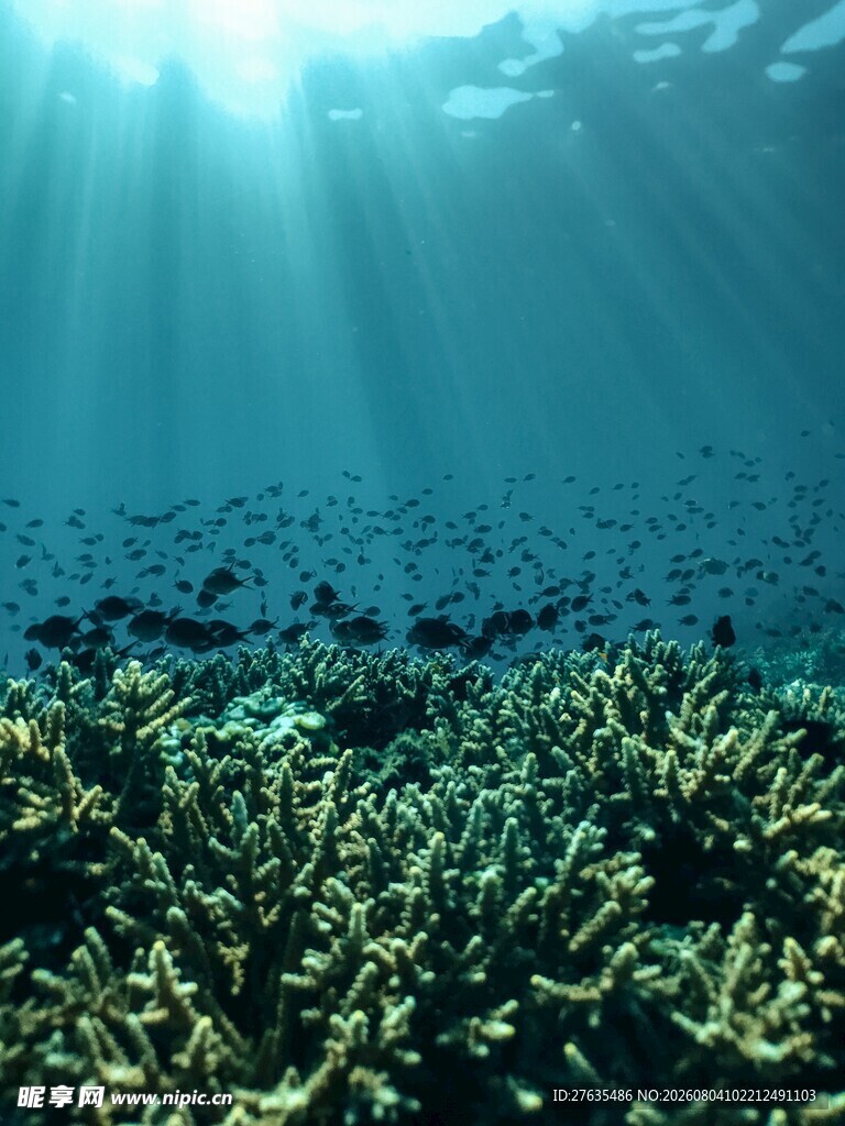 海底繁茂的绿色海草景观