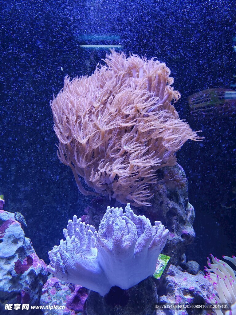绚丽多彩的海底珊瑚景观