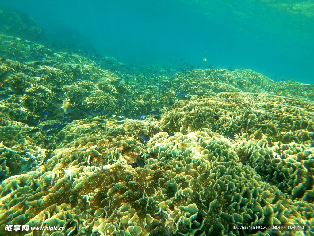 海底斑斓珊瑚景观