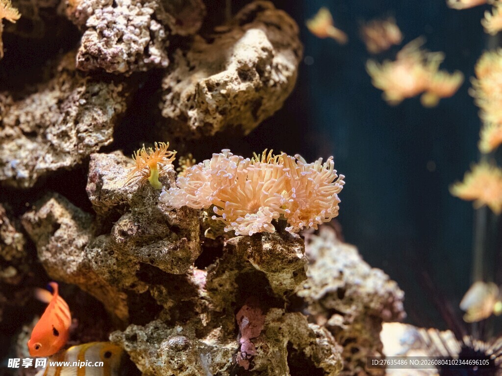 海底珊瑚景观
