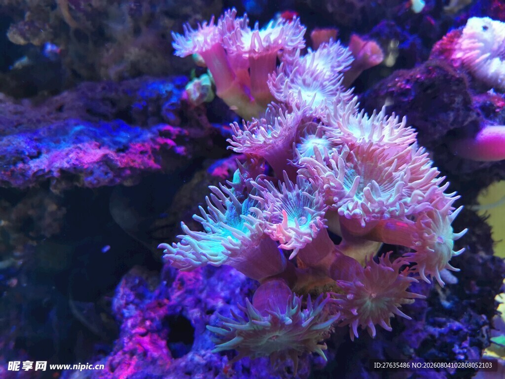 梦幻多彩的海洋珊瑚景观
