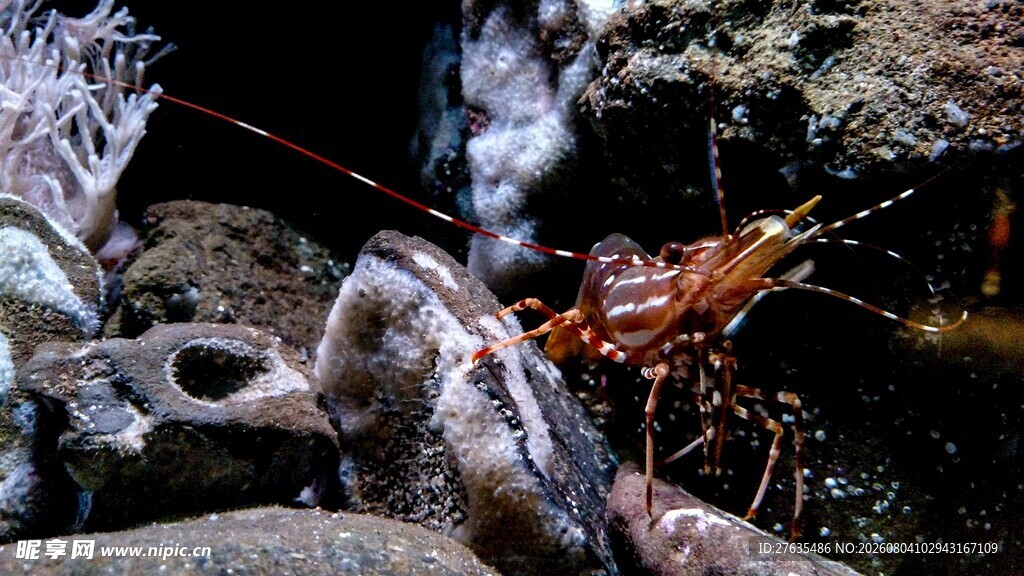 水族箱中的虾与水生生物