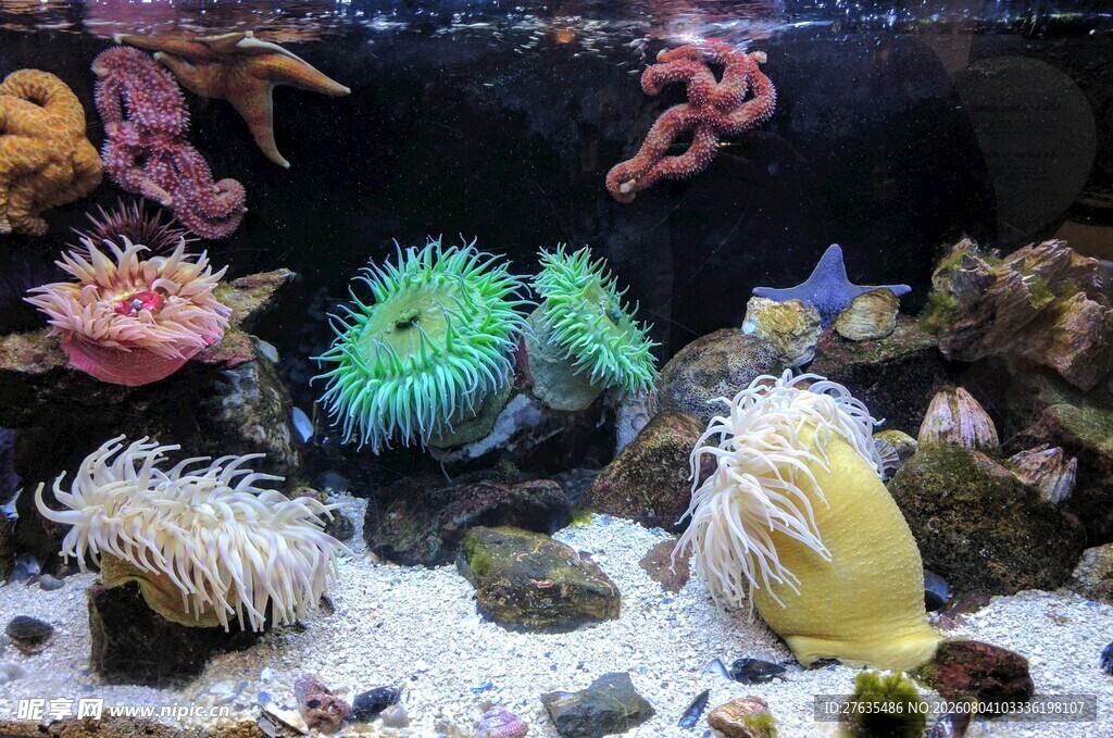 多彩海底珊瑚与热带鱼