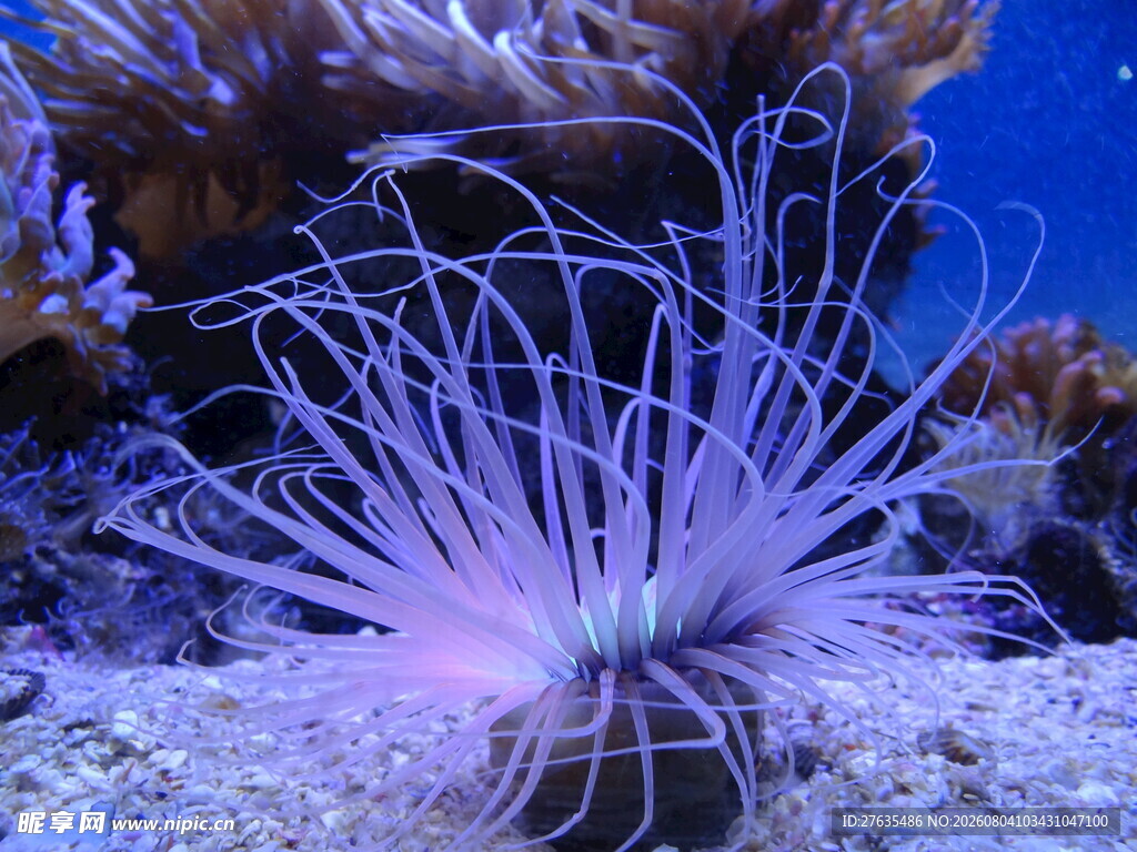 紫色海葵绽放于海底世界