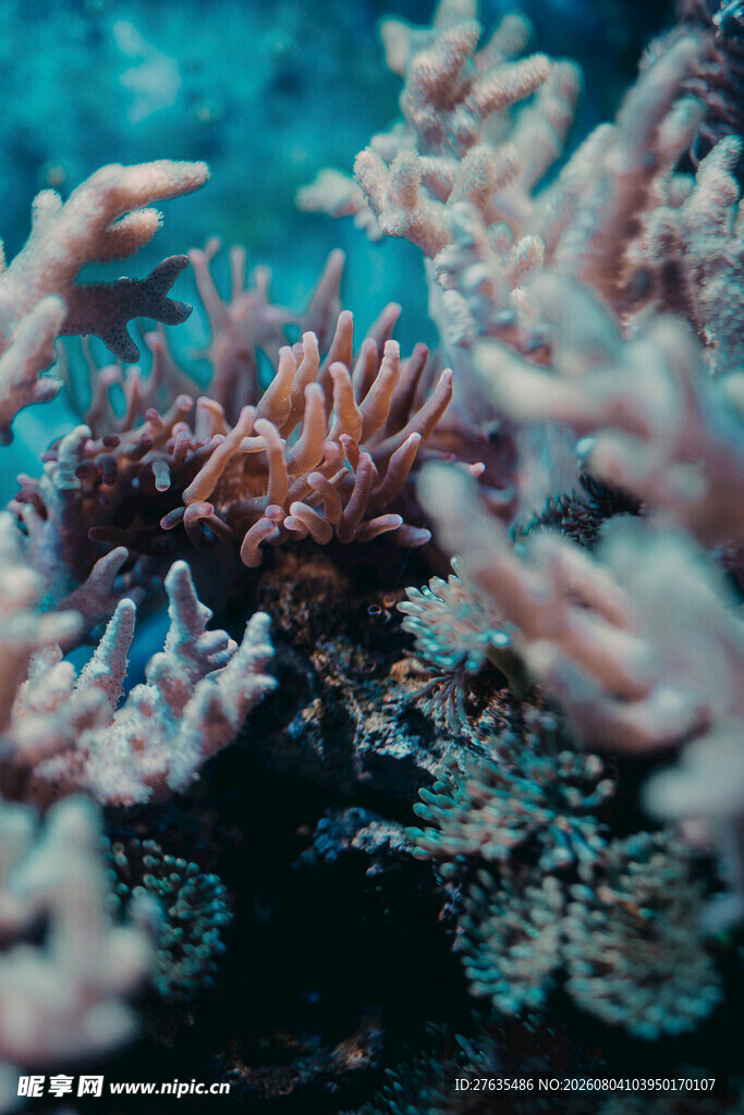 海底缤纷珊瑚景观