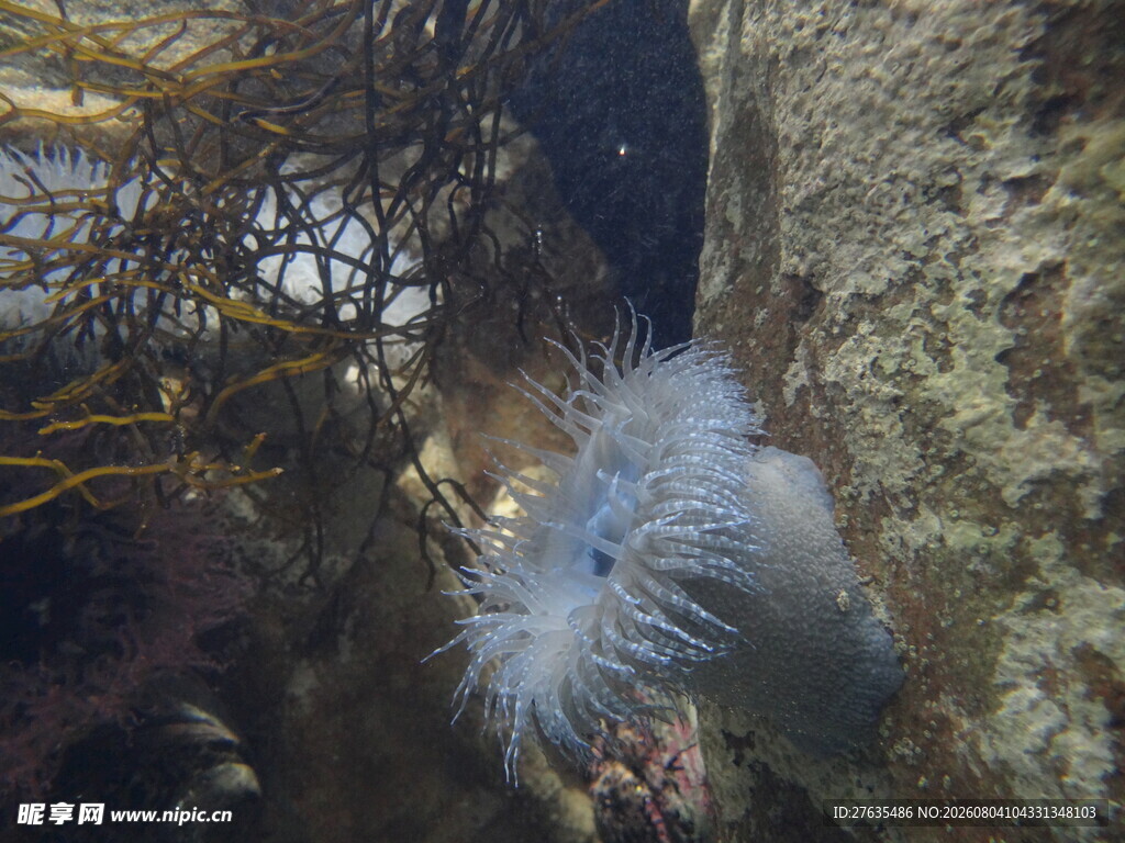 海底奇异海生物景观