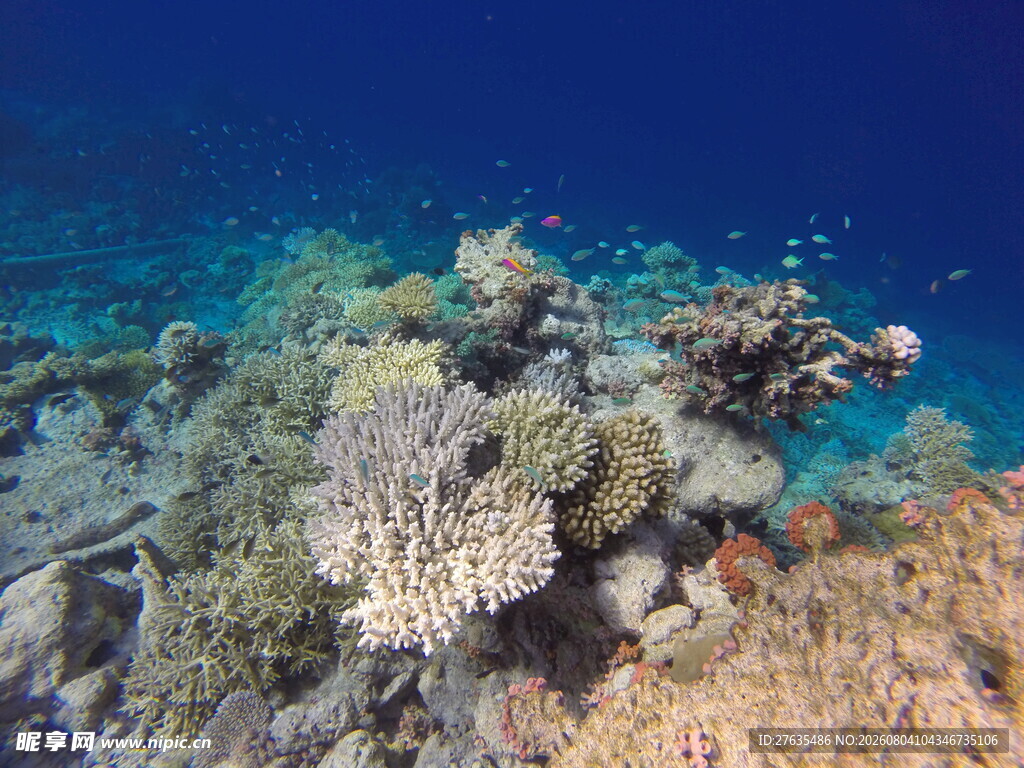 海底多彩珊瑚景观