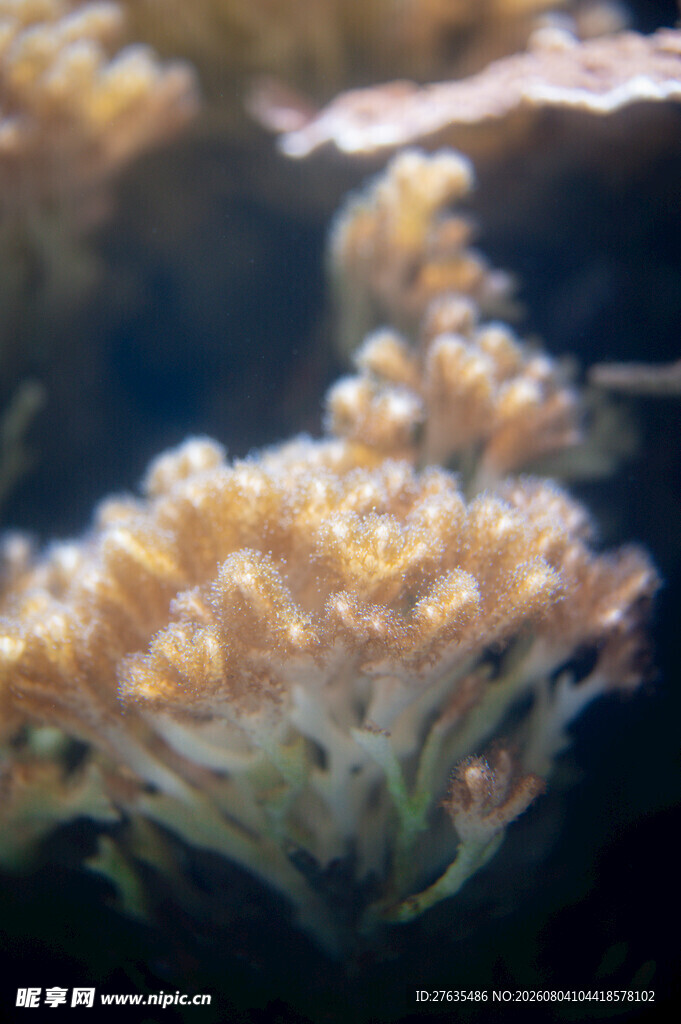 美丽海底珊瑚绽放