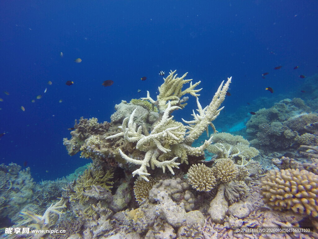 海底珊瑚景观