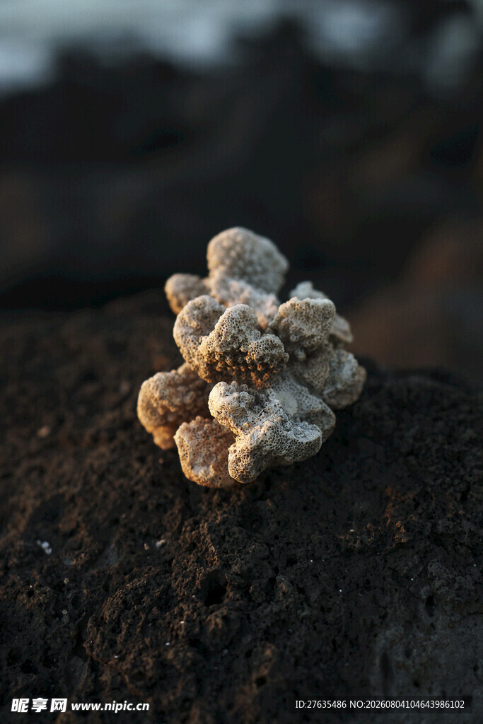 独特造型的白色菌类