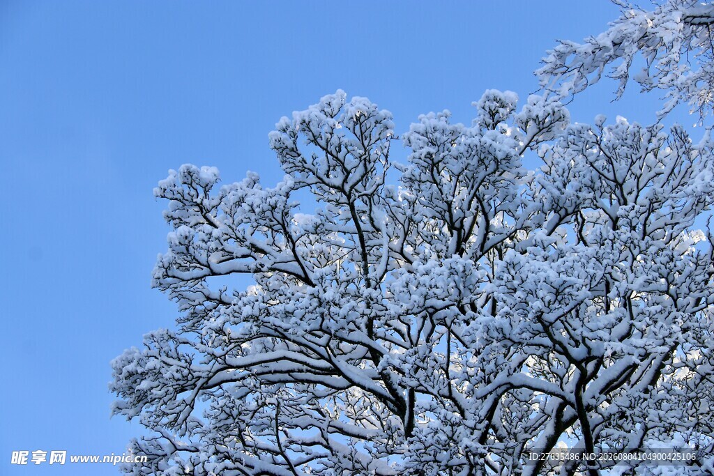 冬日银树映蓝天