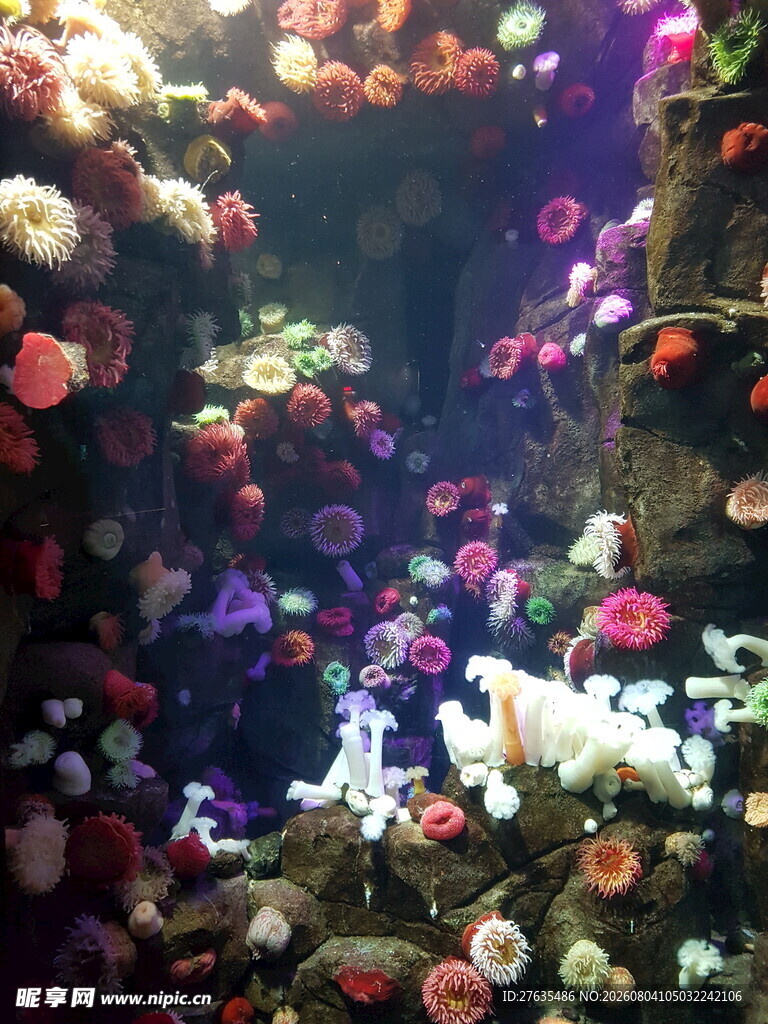 海底珊瑚与多彩鱼类景观