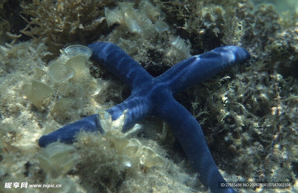蓝色海星在海底岩石上