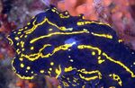 蓝黄相间的独特海洋生物