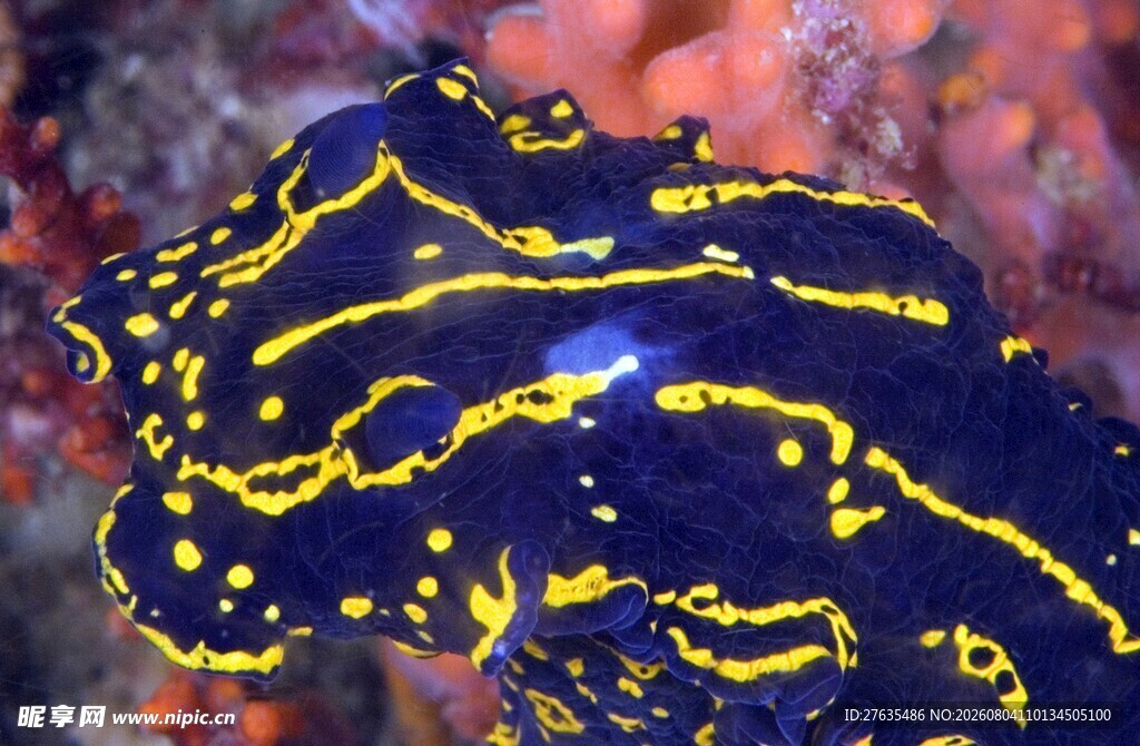 蓝黄相间的独特海洋生物