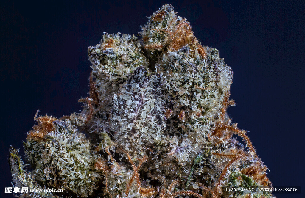 大麻植株特写