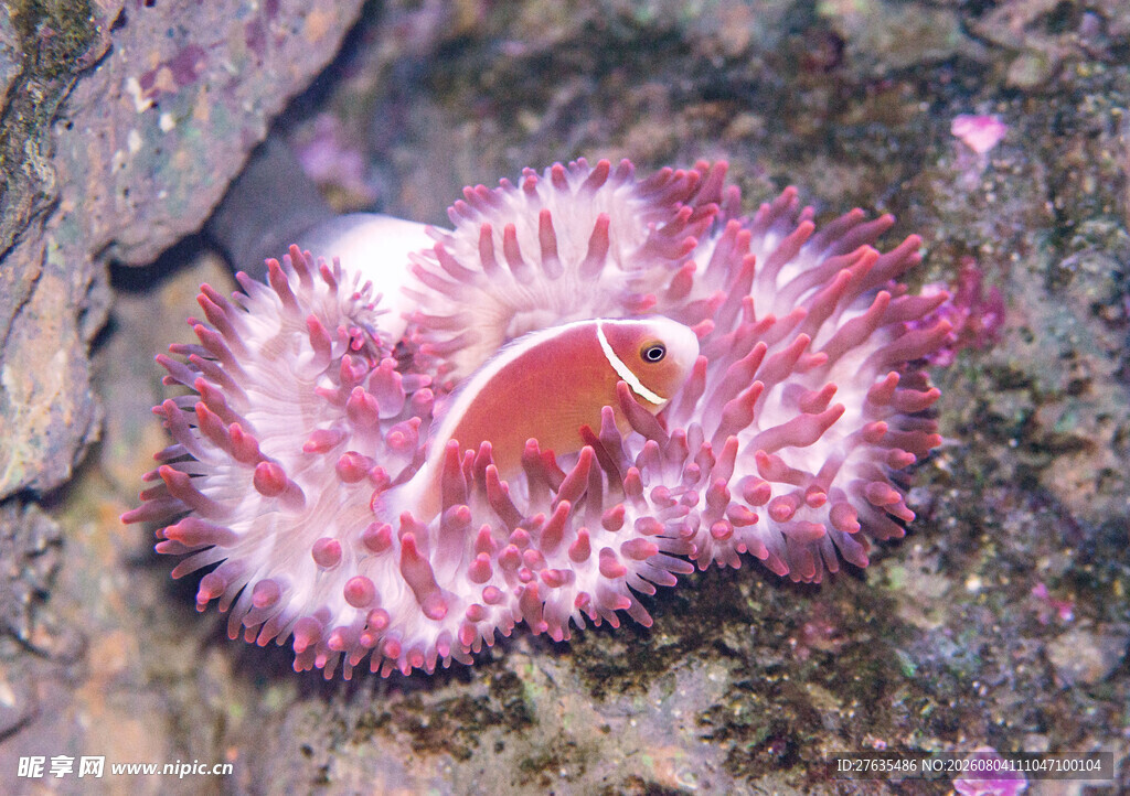 粉色海蛞蝓独特海洋生物