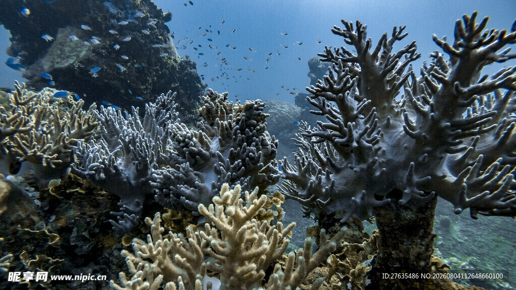 海底多彩珊瑚景观