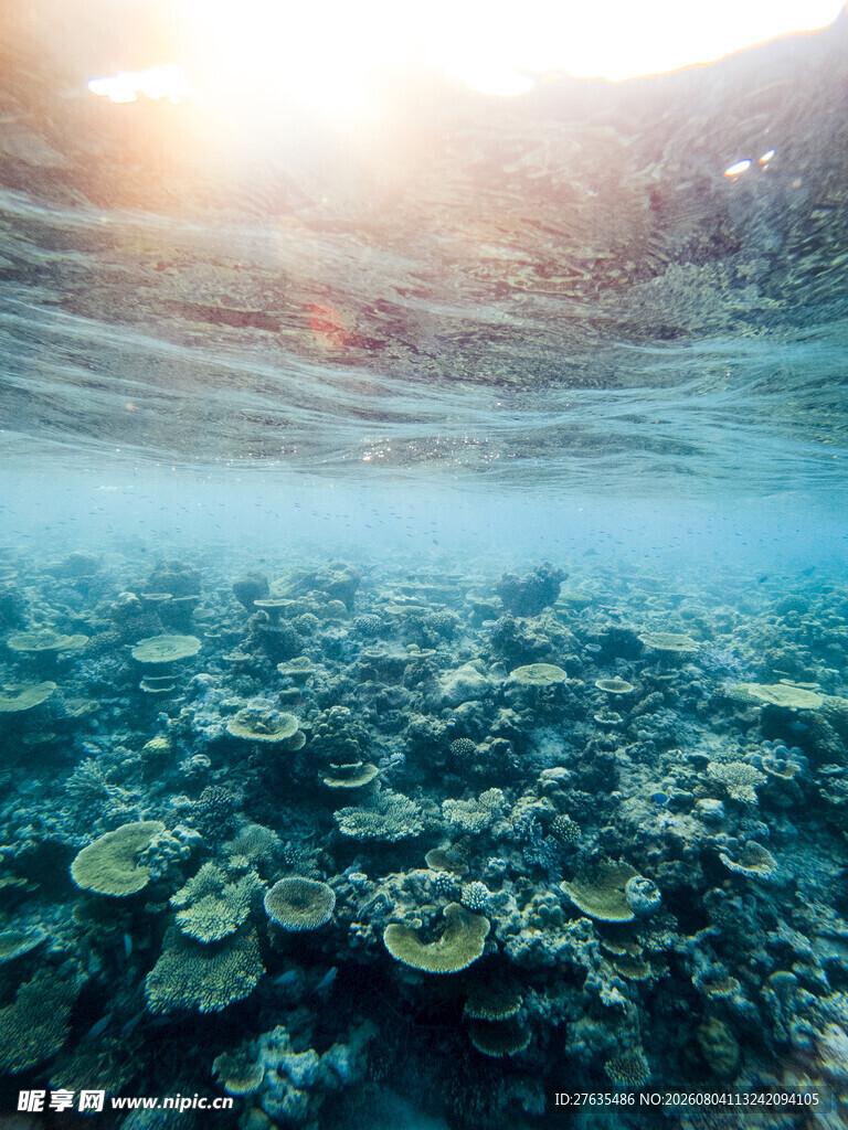 海底珊瑚美景