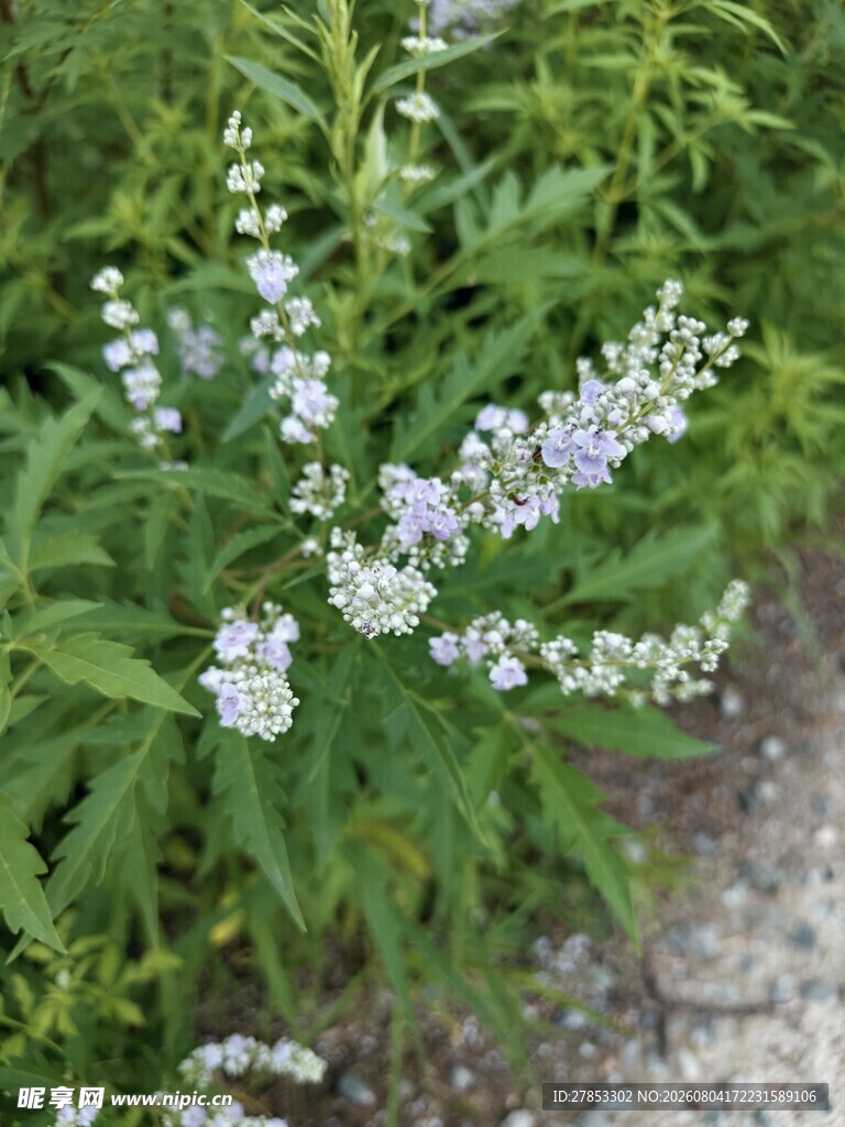 草